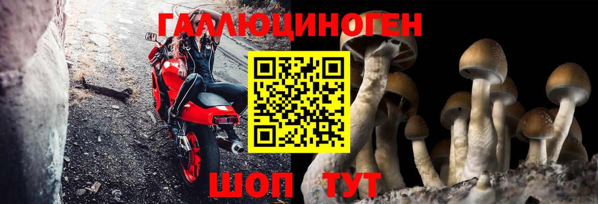 Псилоцибиновые грибы GOLDEN TEACHER Бердск